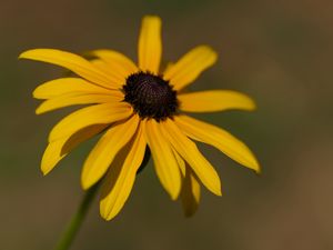 Preview wallpaper rudbeckia, flower, petals, plant, nature, macro, background
