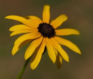 Preview wallpaper rudbeckia, flower, petals, plant, nature, macro, background