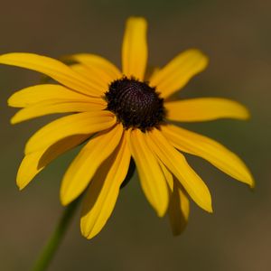 Preview wallpaper rudbeckia, flower, petals, plant, nature, macro, background