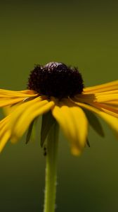 Preview wallpaper rudbeckia, flower, petals, macro, blur, yellow