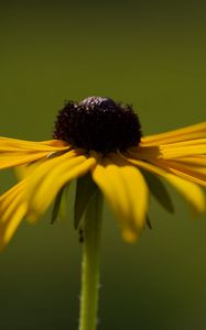 Preview wallpaper rudbeckia, flower, petals, macro, blur, yellow