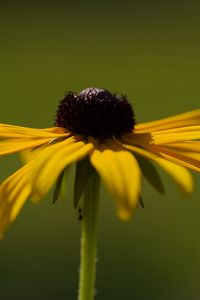 Preview wallpaper rudbeckia, flower, petals, macro, blur, yellow