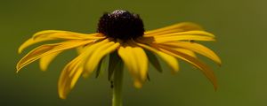 Preview wallpaper rudbeckia, flower, petals, macro, blur, yellow