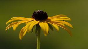 Preview wallpaper rudbeckia, flower, petals, macro, blur, yellow