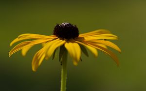 Preview wallpaper rudbeckia, flower, petals, macro, blur, yellow