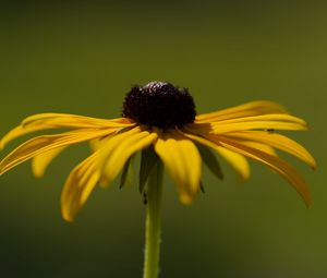 Preview wallpaper rudbeckia, flower, petals, macro, blur, yellow
