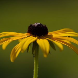 Preview wallpaper rudbeckia, flower, petals, macro, blur, yellow