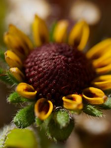Preview wallpaper rudbeckia, flower, petals, bud, macro