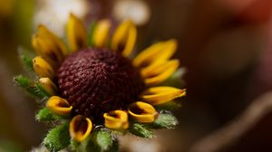 Preview wallpaper rudbeckia, flower, petals, bud, macro