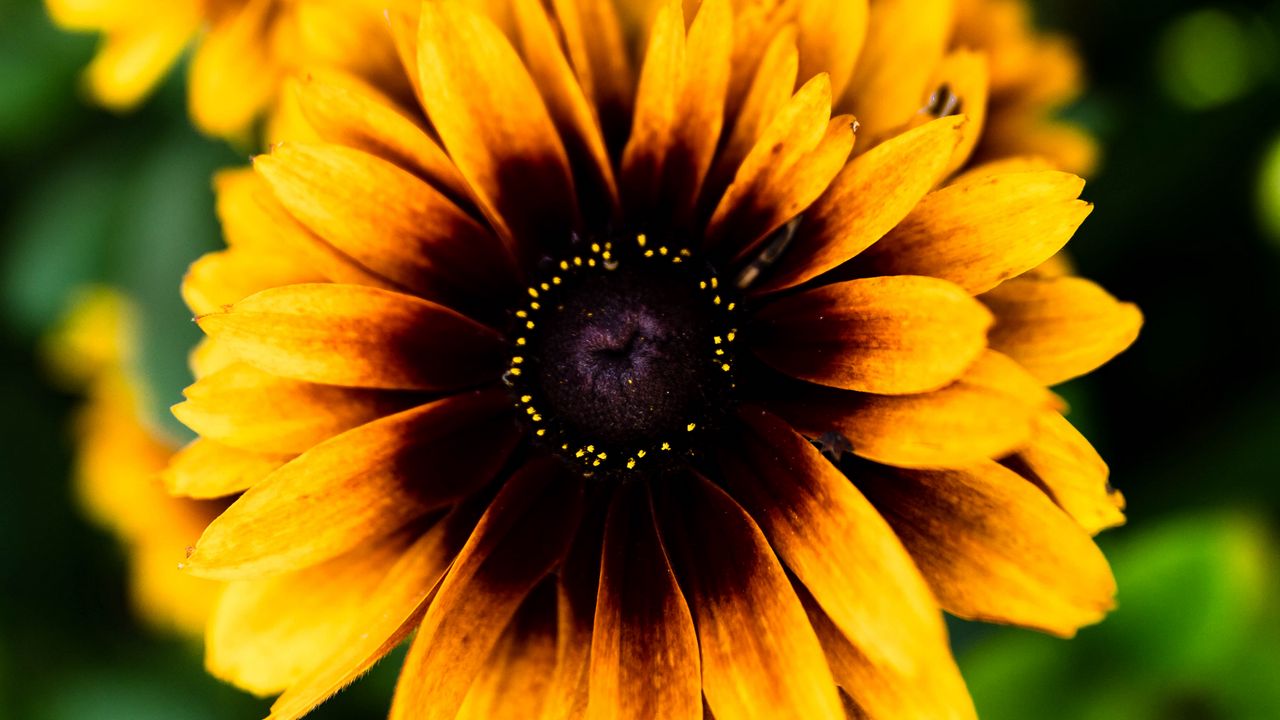 Wallpaper rudbeckia, flower, petals, blur