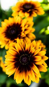 Preview wallpaper rudbeckia, flower, petals, blur