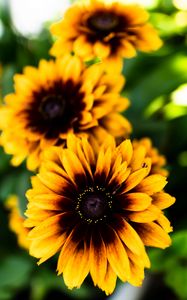 Preview wallpaper rudbeckia, flower, petals, blur