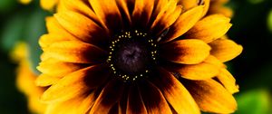 Preview wallpaper rudbeckia, flower, petals, blur