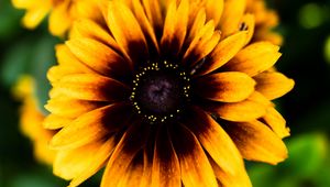 Preview wallpaper rudbeckia, flower, petals, blur