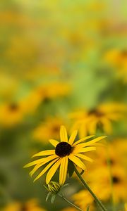 Preview wallpaper rudbeckia, flower, petals, blur, yellow