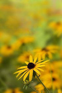 Preview wallpaper rudbeckia, flower, petals, blur, yellow