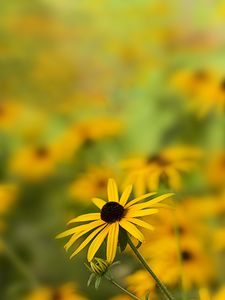 Preview wallpaper rudbeckia, flower, petals, blur, yellow