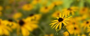 Preview wallpaper rudbeckia, flower, petals, blur, yellow