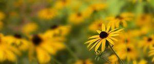 Preview wallpaper rudbeckia, flower, petals, blur, yellow