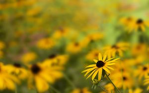 Preview wallpaper rudbeckia, flower, petals, blur, yellow