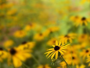 Preview wallpaper rudbeckia, flower, petals, blur, yellow