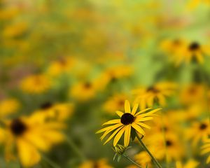 Preview wallpaper rudbeckia, flower, petals, blur, yellow