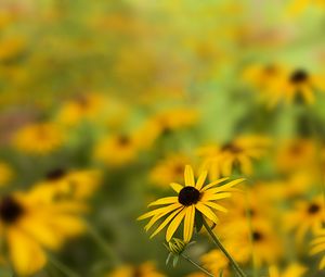 Preview wallpaper rudbeckia, flower, petals, blur, yellow