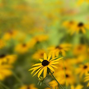 Preview wallpaper rudbeckia, flower, petals, blur, yellow