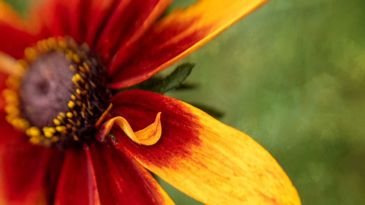 Wallpaper rudbeckia, flower, petals, blur, macro, red