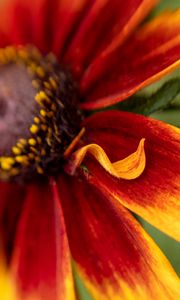 Preview wallpaper rudbeckia, flower, petals, blur, macro, red