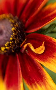 Preview wallpaper rudbeckia, flower, petals, blur, macro, red