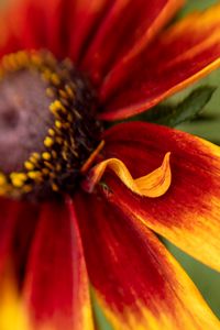 Preview wallpaper rudbeckia, flower, petals, blur, macro, red