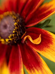 Preview wallpaper rudbeckia, flower, petals, blur, macro, red