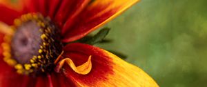 Preview wallpaper rudbeckia, flower, petals, blur, macro, red