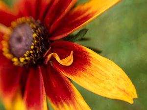 Preview wallpaper rudbeckia, flower, petals, blur, macro, red