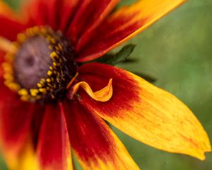 Preview wallpaper rudbeckia, flower, petals, blur, macro, red