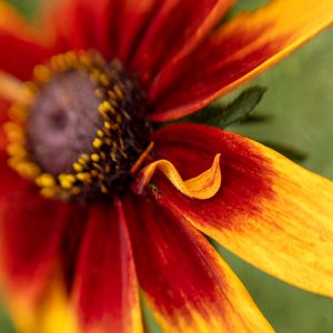 Preview wallpaper rudbeckia, flower, petals, blur, macro, red