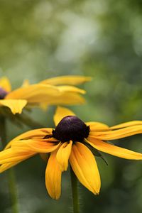 Preview wallpaper rudbeckia, flower, petals, blur, macro, yellow