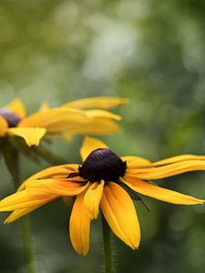 Preview wallpaper rudbeckia, flower, petals, blur, macro, yellow