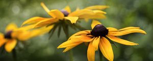 Preview wallpaper rudbeckia, flower, petals, blur, macro, yellow