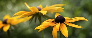 Preview wallpaper rudbeckia, flower, petals, blur, macro, yellow