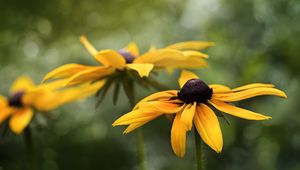 Preview wallpaper rudbeckia, flower, petals, blur, macro, yellow