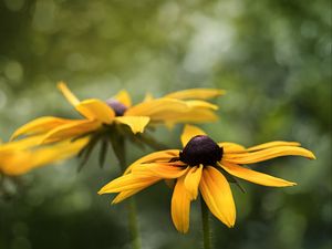 Preview wallpaper rudbeckia, flower, petals, blur, macro, yellow