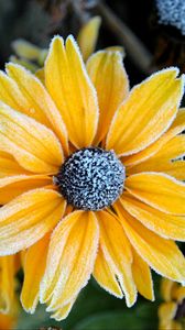 Preview wallpaper rudbeckia, flower, petals, frost, macro, yellow