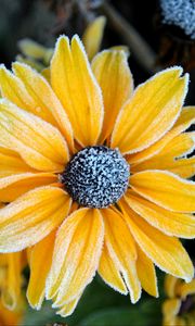 Preview wallpaper rudbeckia, flower, petals, frost, macro, yellow