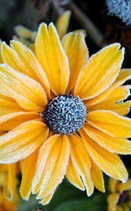 Preview wallpaper rudbeckia, flower, petals, frost, macro, yellow