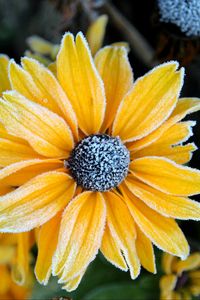 Preview wallpaper rudbeckia, flower, petals, frost, macro, yellow