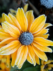 Preview wallpaper rudbeckia, flower, petals, frost, macro, yellow