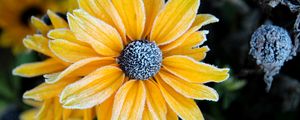 Preview wallpaper rudbeckia, flower, petals, frost, macro, yellow