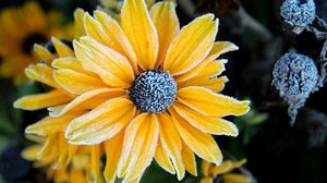 Preview wallpaper rudbeckia, flower, petals, frost, macro, yellow